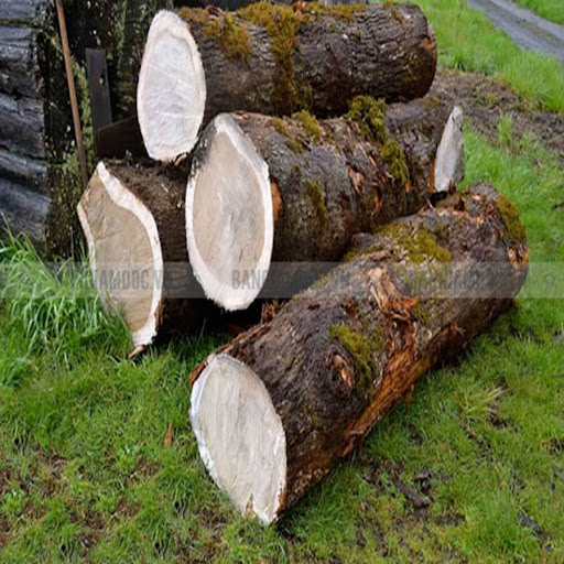 Gỗ sồi Mỹ là loại gỗ rất được ưa chuộng tại thị trường Việt Nam